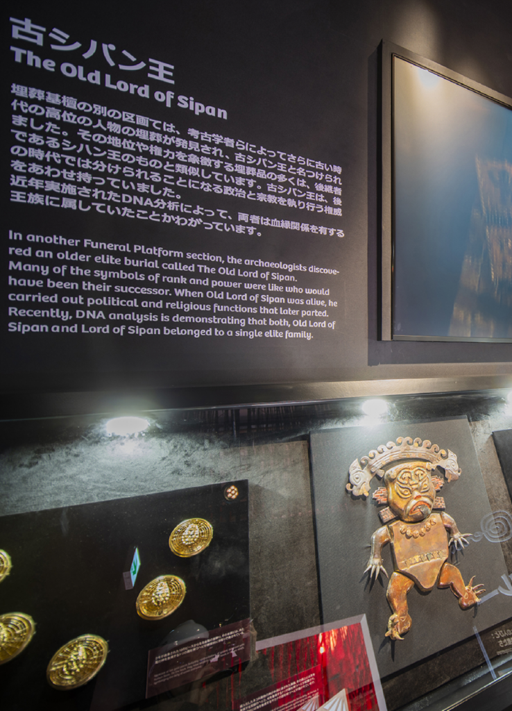 Panel informativo "The Old Lord of Sipan" con piezas de orfebrería dorada y texto sobre los hallazgos arqueológicos y el análisis de ADN
